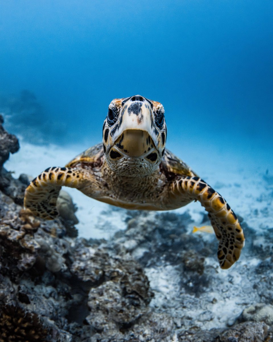 nhreethi's tweet photo. Delve into the vibrant marine world of our house reef. Encounter turtles, reef sharks, and a diverse array of marine life. 

📷: Jake Wilton

#ReethiBeachResort #Maldives #VisitMaldives #MarineLifeDiscovery #HouseReefAdventures #TropicalEncounters https://t.co/hCulKFAuoi