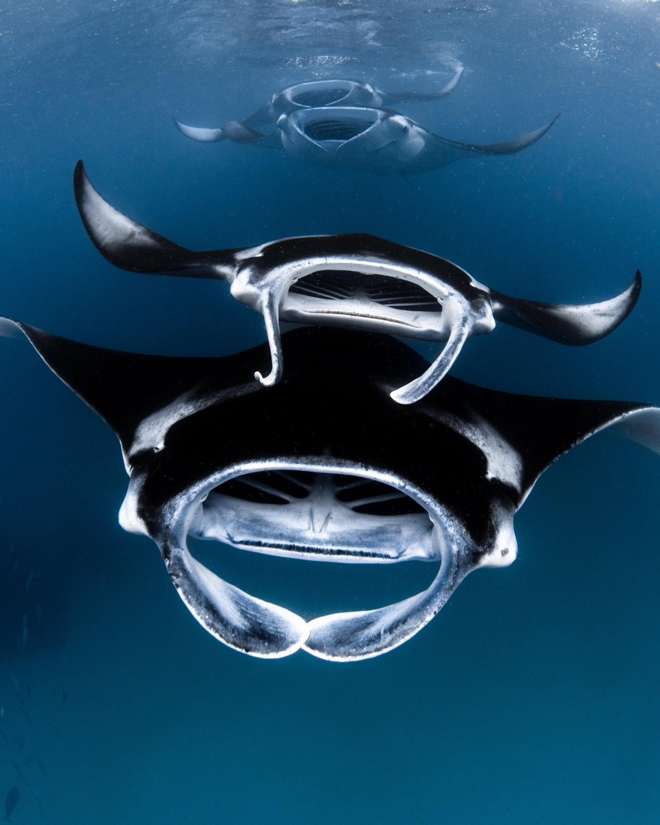 Unveil the ocean's elegance as manta rays perform their mesmerizing underwater ballet. Their graceful movements paint a stunning spectacle in the deep blue, a dance of nature's beauty.

📷: Jake Wilton

#ReethiBeachResort #Maldives #VisitMaldives #MantaRays #MarineLife