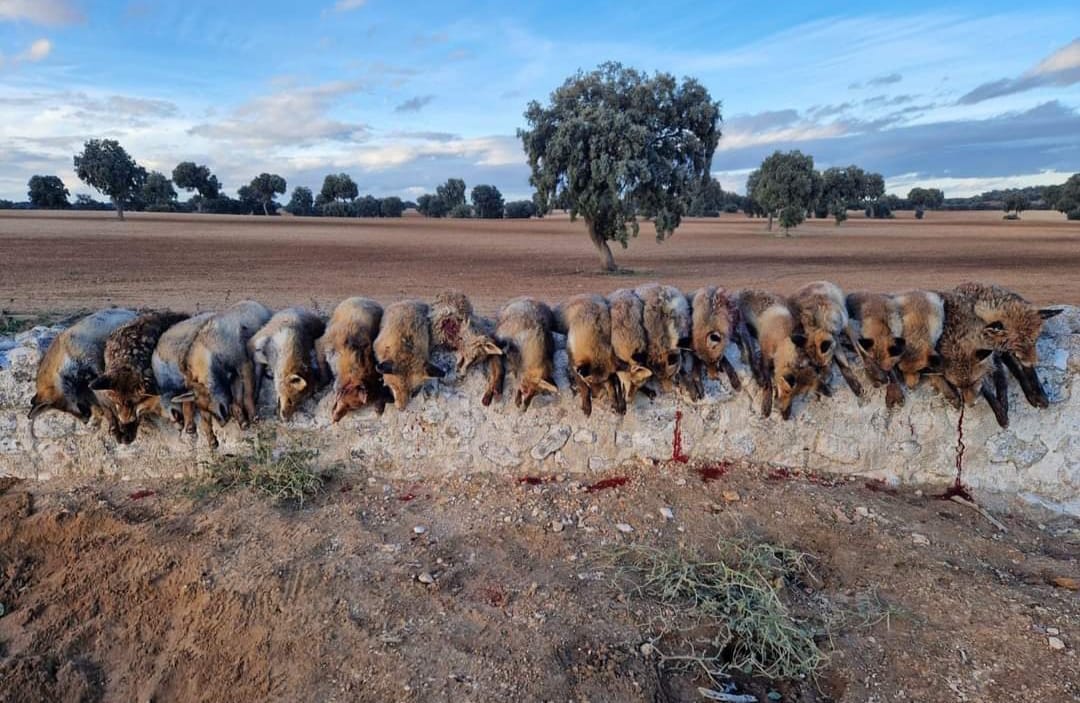 PartidoPACMA's tweet photo. «Hemos limpiado el coto de alimañas».

Son las palabras de un grupo de cazadores al matar a 20 zorros en una jornada de caza. Para ellos ha sido pura diversión y satisfacción el haber conseguido matar a un numero elevado de ejemplares.

Zorros que son perseguidos dentro de sus madrigueras por perros de raza Jack Terrier, acosándolos, recibiendo mordiscos y siendo agarrados para zarandearlos, sin apenas poder defenderse, hasta que no pueden más y salen de la madriguera recibiendo los disparos del cazador.

Mientras que en Inglaterra esta prohibida la caza del zorro, en España son ejecutados por cazadores más de 180.000 zorros con el amparo de @desdelamoncloa y los Gobiernos Autonómicos.

#FreeFox #ZorroVivo #NoAlaCaza #ParemosLaCaza #LaRevoluciónVerde #LaVerdadDeLaCaza