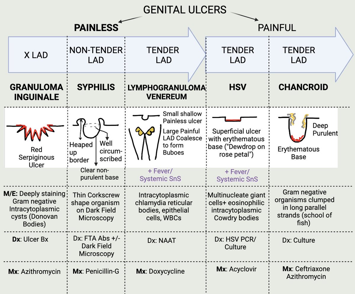 Genital Ulcers for the USMLEs :)
#medtwitter #MedEd #USMLE #Step1 #Step2CK #Step3 #Match2024