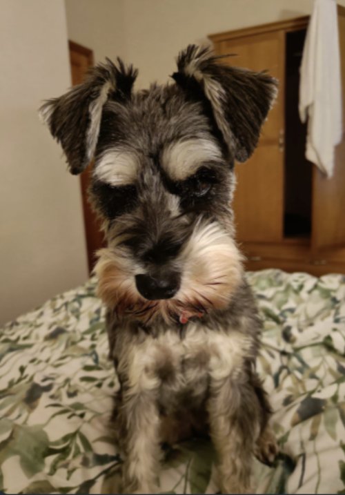 JaneRemain's tweet photo. I mean, whose dog coudn't have done better?
Martha here giving it a bit of gravitas and managing not to call anyone a fuck pig already puts her one up apiece on Johnson and Cummings
Bring on the dogs!
#JohnCrace #CovidEnquiryUK https://t.co/S3ztdc2M0Q