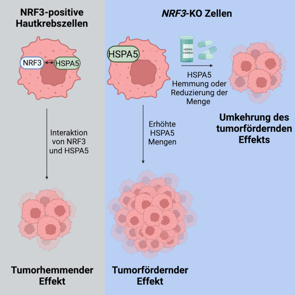 Wilhelm Sander-Stiftung (@sanderstiftung) on Twitter photo Weißer Hautkrebs: Forschende um Prof. Sabine Werner von der <a href="/ETH/">ETH Zürich</a> entdecken neues tumorhemmendes Protein namens NRF3 in der Haut.
Wir haben das Projekt mit 418.000 € gefördert.
Die ganze Pressemitteilung finden Sie hier: wilhelm-sander-stiftung.de/neues/ Weißer Hautkrebs: Forschende um Prof. Sabine Werner von der <a href="/ETH/">ETH Zürich</a> entdecken neues tumorhemmendes Protein namens NRF3 in der Haut.
Wir haben das Projekt mit 418.000 € gefördert.
Die ganze Pressemitteilung finden Sie hier: wilhelm-sander-stiftung.de/neues/