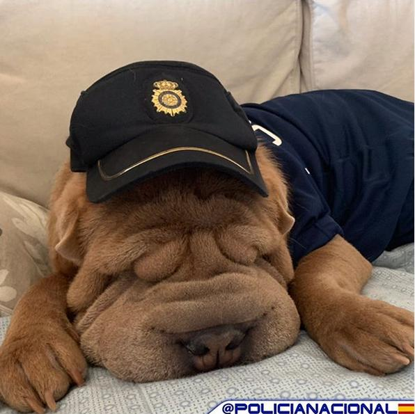 Si tu plan de #viernesnoche es quedarte en el sofá ¡¡Disfrútalo!!  💙

Nosotros👮‍♀️🚔 estaremos en las calles velando por la #seguridad de todos 

🔜📱091  
    
#BuenasNoches 
#SomosTuPolicía