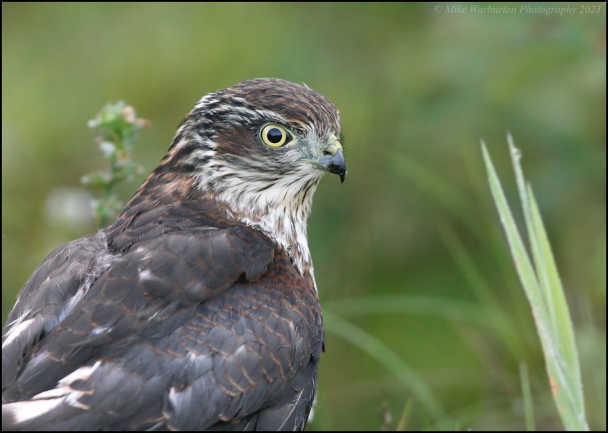 Juvenile male #Sparrowhawk in the #BreconBeacons a few weeks back. #Wales #birds #wildlife #nature #accipiter #hawk #predator @BBCSpringwatch @WildlifeMag @RSPBCymru @BTO_Cymru @BannauB @NatGeoPhotos #wildlifephotography @CanonUKandIE