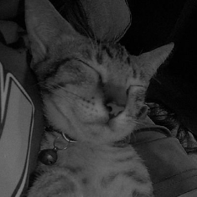 Canan karal tweet media