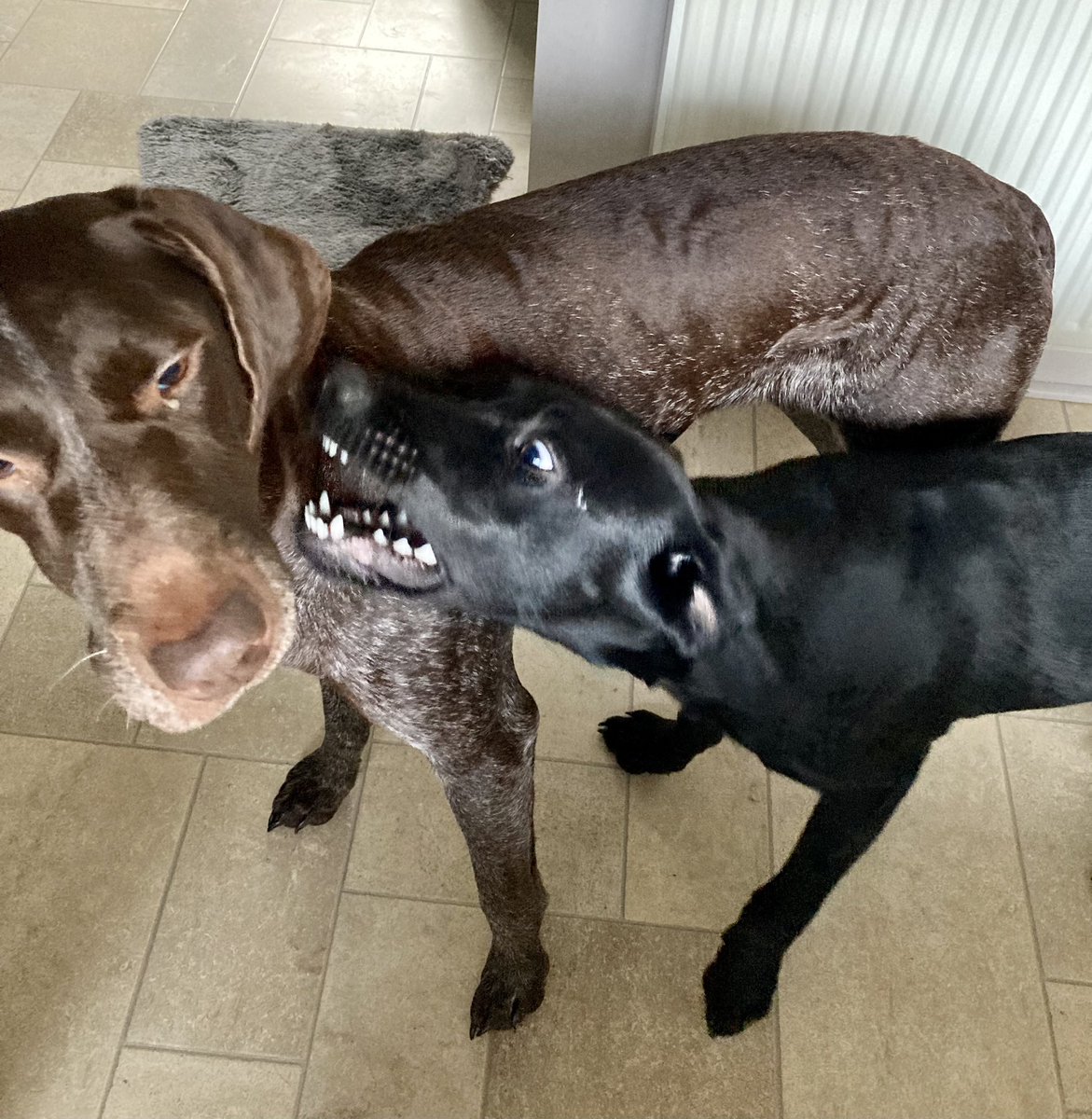 von_pup_towers's tweet photo. #CouchWatch , day 14. Is there a special K9 award for patience and tolerance above and beyond the norm? ๐๐ซ
#puppy #labrador #gsp #pointer #NotWhatIAskedFor https://t.co/nmJXaJs9Lh