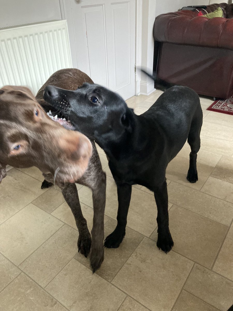 von_pup_towers's tweet photo. #CouchWatch , day 14. Is there a special K9 award for patience and tolerance above and beyond the norm? ๐๐ซ
#puppy #labrador #gsp #pointer #NotWhatIAskedFor https://t.co/nmJXaJs9Lh