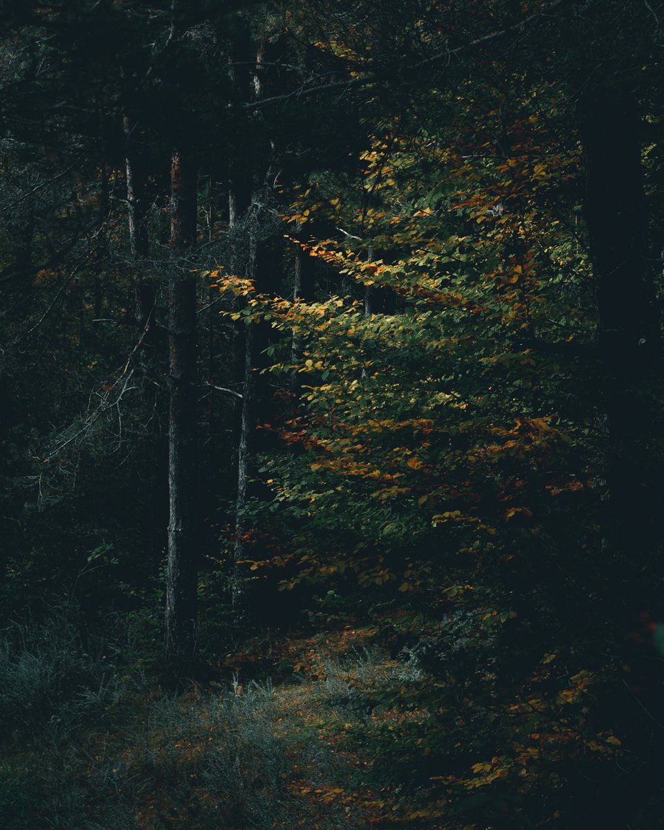 Ibrahim_M136's tweet image. moody scenery in the forest.
-
-
#mood #moodsinframe #moodyscenery #moodyforest #moodynature #outdoorsaddict #darknature #darkforest #moodyset #autumnfeel #autumnsoul #autumnvibes #falllover #fallcolors #fallleaves #fallnature #bulgariannature #pirin