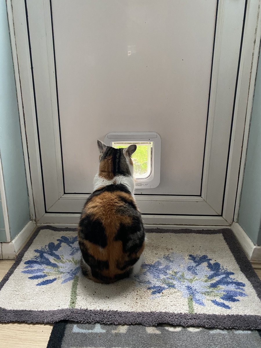 MargeyS09's tweet image. I’m stuck indoors looking longingly through my cat flap. Not getting wet, nothing happening. 
#Rustle shift #Hedgewatch #StormCiaran