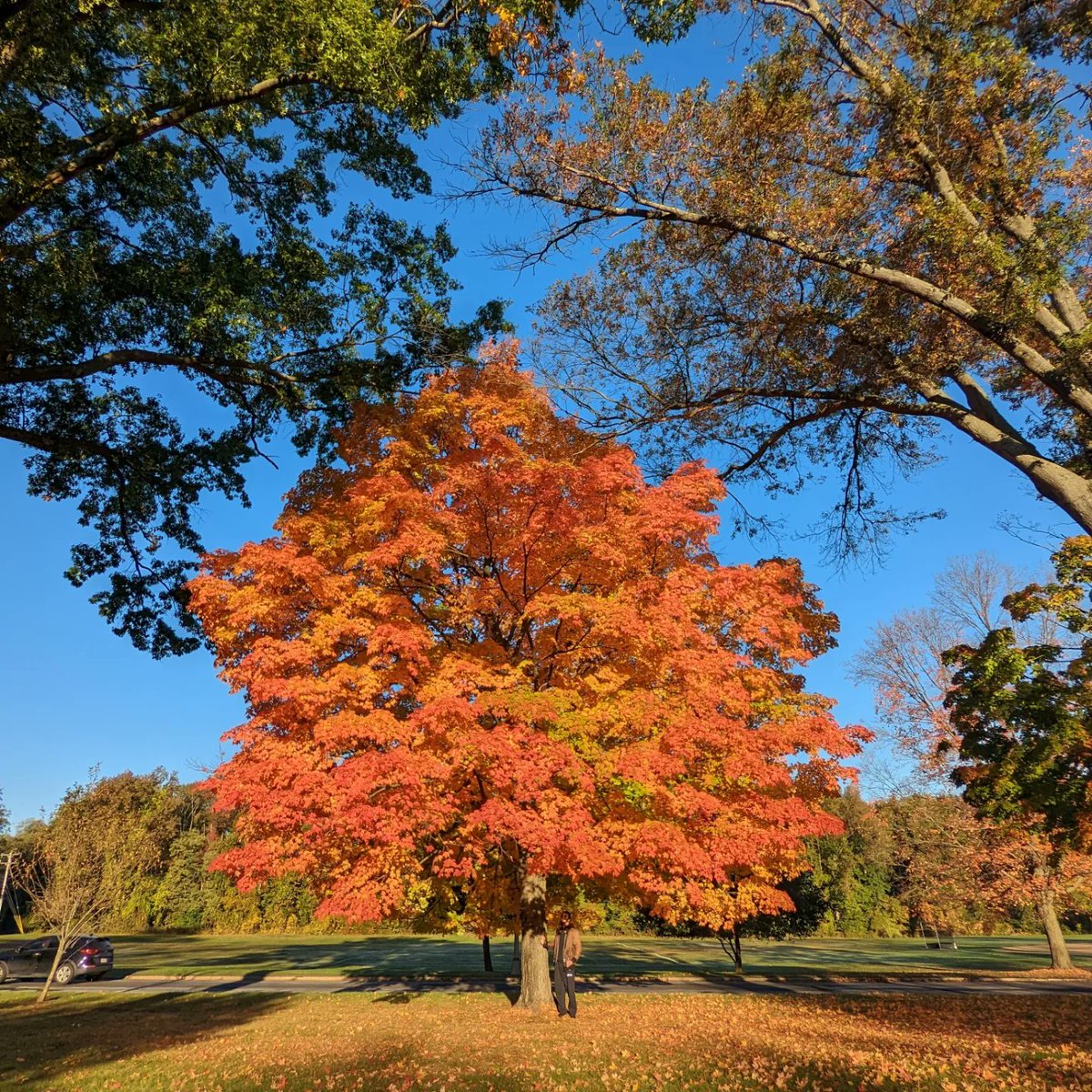 actbio_art's tweet photo. @Sam_Alexandra23 From last Fall ...
Picture 1: The surroundings of the lovely orange leaves on a full tree
Picture 2: Orange leaves, facing the sun, taken from under the tree https://t.co/Z2rLIoTp86