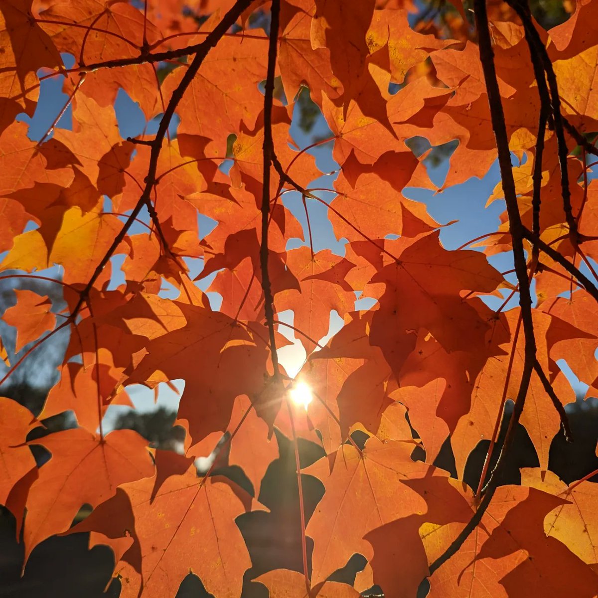 actbio_art's tweet photo. @Sam_Alexandra23 From last Fall ...
Picture 1: The surroundings of the lovely orange leaves on a full tree
Picture 2: Orange leaves, facing the sun, taken from under the tree https://t.co/Z2rLIoTp86