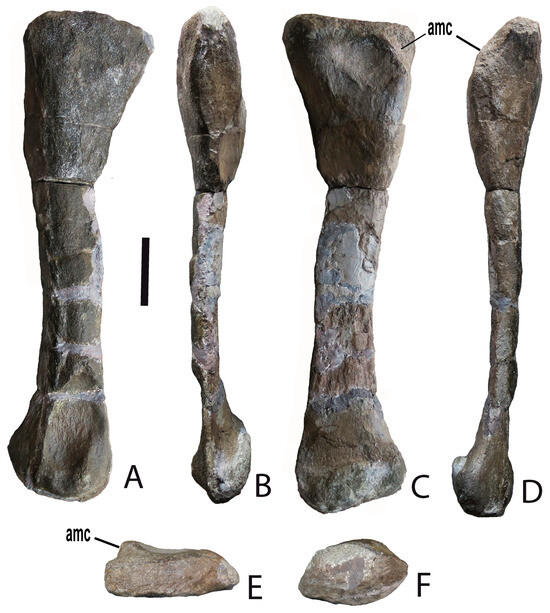 #NewPaperAlert
Read our latest paper on 'the First Dinosaur from the Kingdom of Cambodia', by Vanchan Lim, Eric Buffetaut, Haiyan Tong, Lionel  Cavin et al!
mdpi.com/2813-6284/1/1/6

@MsuUniversity
@UCAS1978
@MuseumGeneve
#dinosaurs