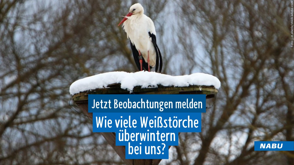 Immer  häufiger lassen sich bei uns #Störche im Winter beobachten. Der NABU  möchte herausfinden, warum viele #Weißstörche bei uns überwintern. Beobachtungen helfen, das veränderte Zugverhalten besser zu verstehen.❄️nabu.de/news/2023/10/3…