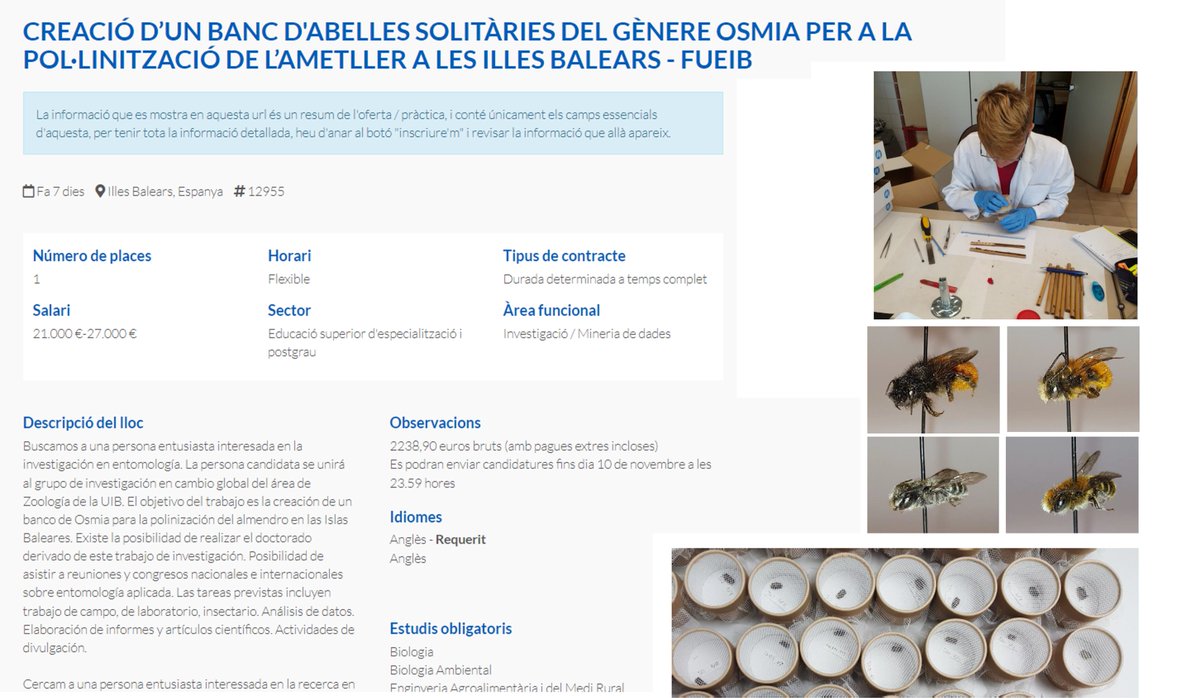 Mar_Leza_Salord's tweet photo. 📢📢 OFERTA DE FEINA 🐝🐝! T'agrada l'entomologia? El món de les abelles? Voldries fer el doctorat 👩‍🎓(4 anys de contracte)? Ets una persona entusiasta amb ganes d'incorporar-te a la recerca 🥾👩‍🔬? Idò aquesta oferta és x a tu: https://t.co/jebKAxBsxY
🙏Es prega difusió🫶! Grx 😍 https://t.co/clyHMPAfQU