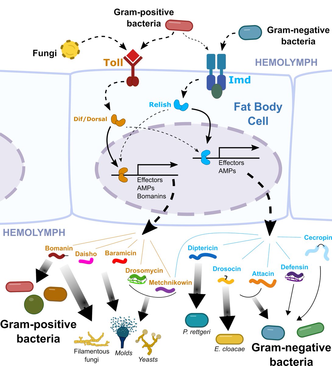 New Phd opporunity on the evolutionary biology of antimicrobial peptides with me @HansonM90 and <a href="/LukGroup/">luk group</a> based in Cornwall campus <a href="/UniExeCEC/">University of Exeter CEC</a>.  Funded by BBSRC exeter.ac.uk/study/funding/…