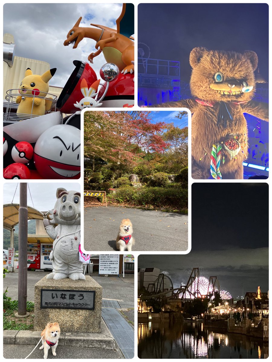 gomechu's tweet photo. 10月のお出かけモモさん
（モモさんお留守番率高し😓）
ハミクマ様に2回会いに行けた💕
今年もハロウィーンホラーナイト楽しかった〜😍
そして、舞洲の花火もＵＳＪから見れた

紅葉はちょい早だった、郡上市大和町 https://t.co/Lc2iKuWi8Z