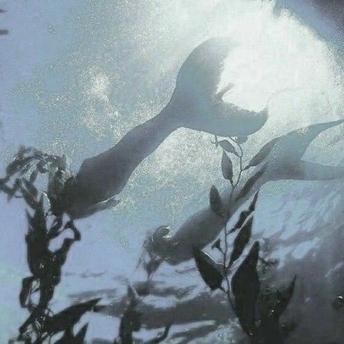 9Tam__csu's tweet photo. (มีแท็กมานำเสนอค่ะ ! 🧜‍♂️🧜‍♀️🏴‍☠️🦜

 🌊🌊     #กาลครั้งหนึ่งโพ้นทะเล_CSU     🌊🌊

ธีม : เงือก, ไซเรน, โจรสลัด, ปลายศตวรรษที่ 18 ถึงต้นศตวรรษที่ 19

ขอเชิญชวนทุกคนพาตัวละครเข้ามาโลดแล่นในธีมข้างต้น ผจญภัยในเรื่องราวที่สร้างขึ้นเองใน AU เงือกและโจรสลัด

มาเล่นกันเยอะ ๆ นะคะ !) https://t.co/C7YlC0BTmt