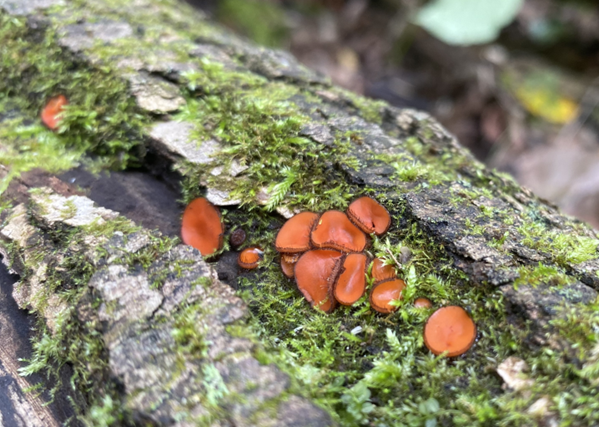 CVC_CA's tweet photo. It's fantastic to photograph fungi in the fall!🍄
#FieldFind thanks to CVC's Joe G 📸 Learn more about #fungi: https://t.co/4PhC8FrMzO https://t.co/0JqKibbhVU