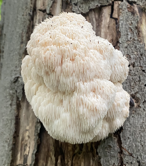 CVC_CA's tweet photo. It's fantastic to photograph fungi in the fall!🍄
#FieldFind thanks to CVC's Joe G 📸 Learn more about #fungi: https://t.co/4PhC8FrMzO https://t.co/0JqKibbhVU