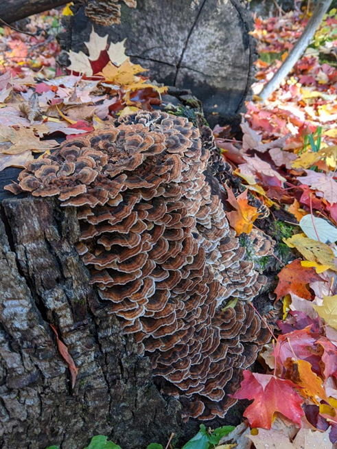 CVC_CA's tweet photo. It's fantastic to photograph fungi in the fall!🍄
#FieldFind thanks to CVC's Joe G 📸 Learn more about #fungi: https://t.co/4PhC8FrMzO https://t.co/0JqKibbhVU