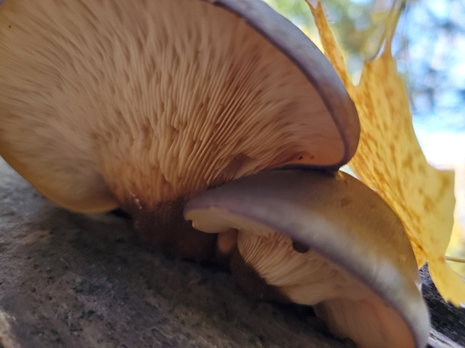 CVC_CA's tweet photo. It's fantastic to photograph fungi in the fall!🍄
#FieldFind thanks to CVC's Joe G 📸 Learn more about #fungi: https://t.co/4PhC8FrMzO https://t.co/0JqKibbhVU