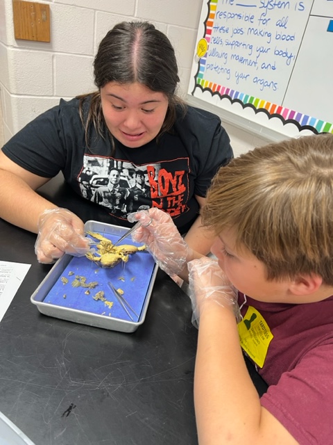 FloresvilleISD's tweet photo. Check it out! Students in Mrs. Raquel Garza's 7th-grade science class dissected frogs after spending a few weeks learning about the human body systems. The students loved the experience and had a chance to see real organs up close! Awesome work! #FISDGreatKids https://t.co/nTeHLV1Bka