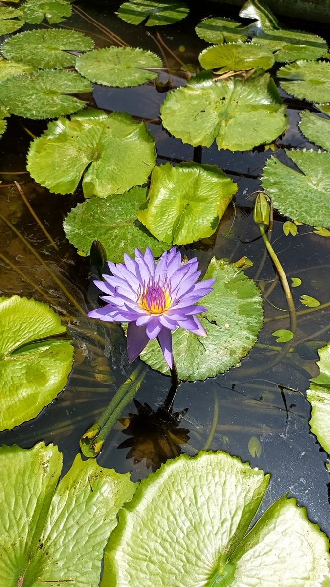 NoorGPrinci's tweet photo. Beautiful flower

#Flowers https://t.co/23kneanCbJ