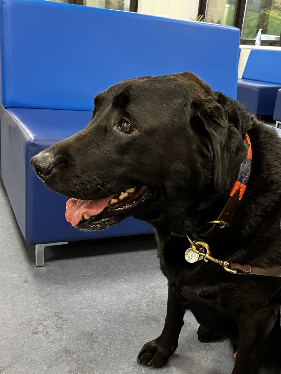 Limpy Lab Max tweet media