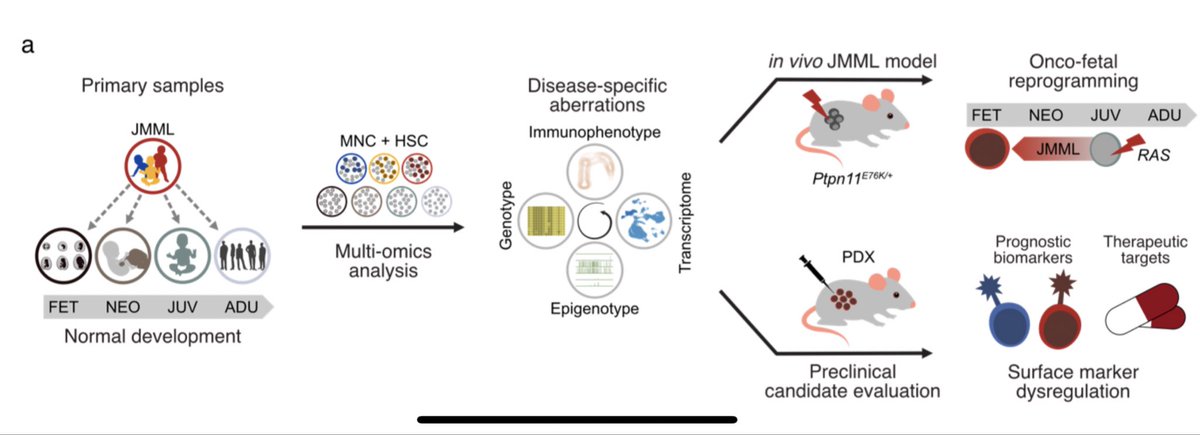 Oncogenic RAS-Pathway Activation Drives Oncofetal Reprogramming and Creates Therapeutic Vulnerabilities in Juvenile Myelomonocytic Leukemia 

biorxiv.org/content/10.110…