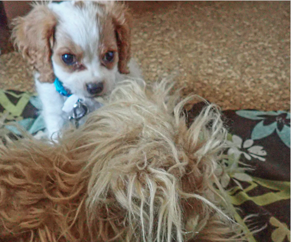 Gosh, it must be a year since I met OW stuffie...it was sooooooooo big back then. #ThrowbackThursday