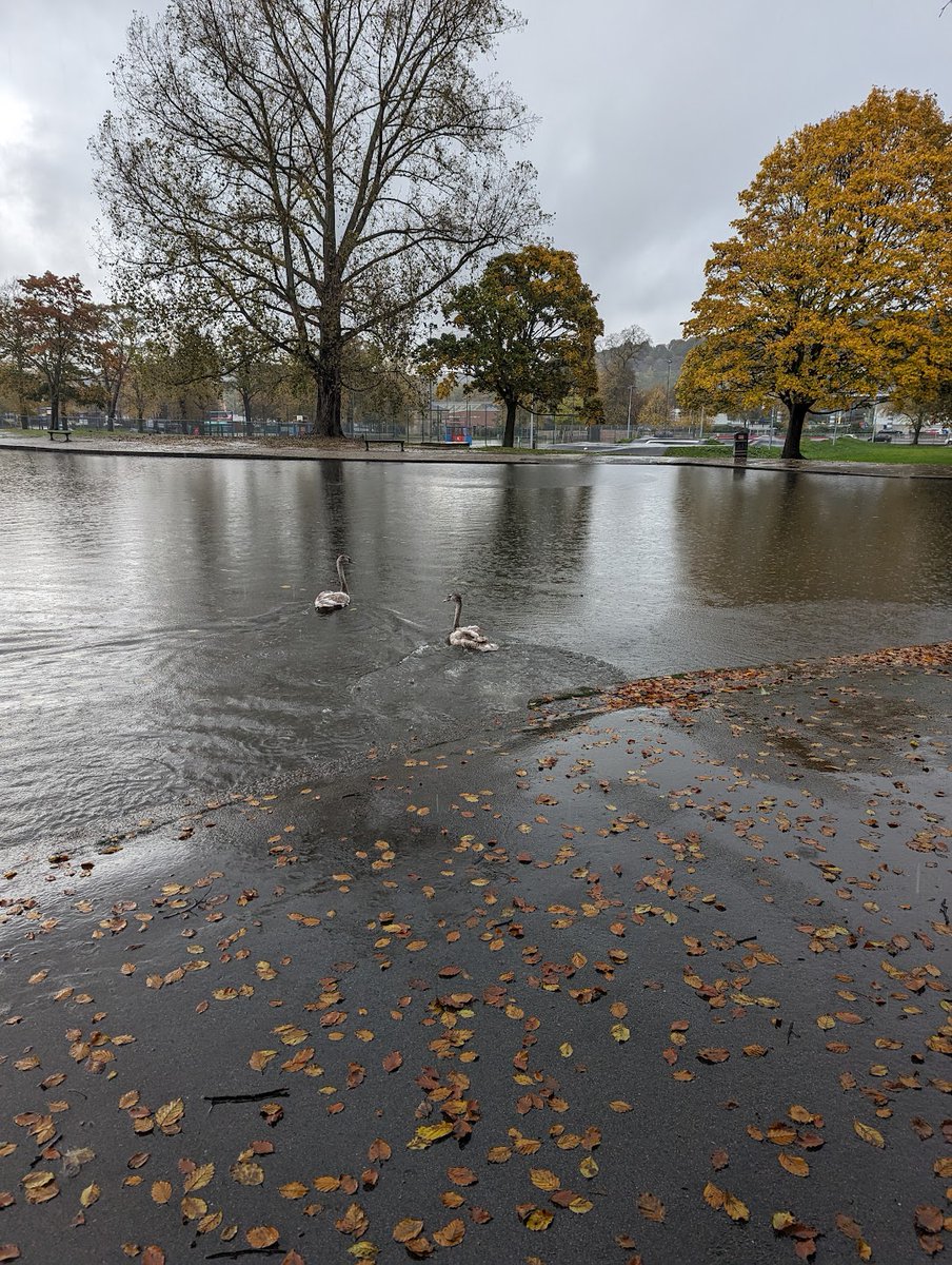 Rainy day rescue for Inspectors Jack and Jennie in Sheffield today. Both of these swans ended up in someone's back garden. Luckily they were uninjured and they were taken back to the local pond to reunite them with the rest of their swan family @rspca_official . 85. 🦢 🦢