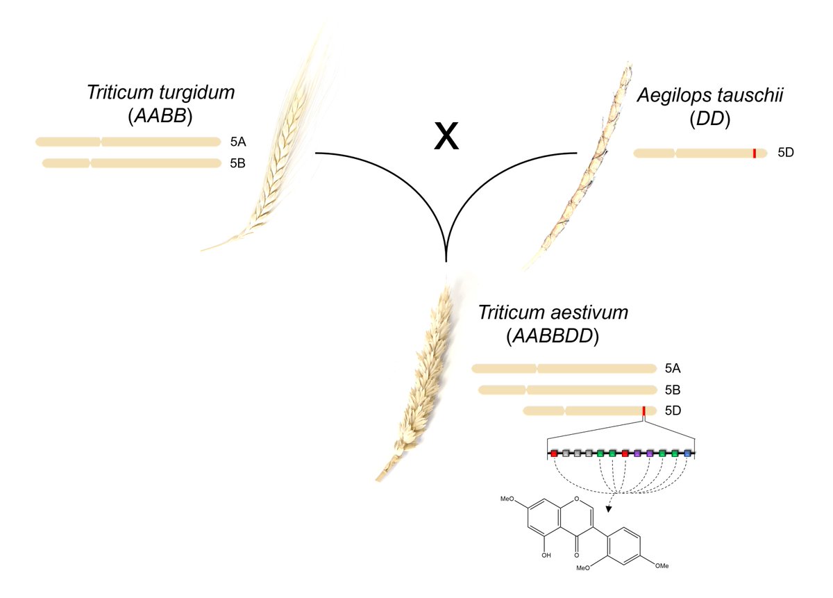 Our latest paper is out <a href="/NatureComms/">Nature Communications</a>:

"Discovery of isoflavone phytoalexins in wheat reveals an alternative route to isoflavonoid biosynthesis"

nature.com/articles/s4146…

Many thanks to all the collaborators on this project! <a href="/AnneOsbourn1/">Anne Osbourn</a> <a href="/JohnInnesCentre/">John Innes Centre</a>