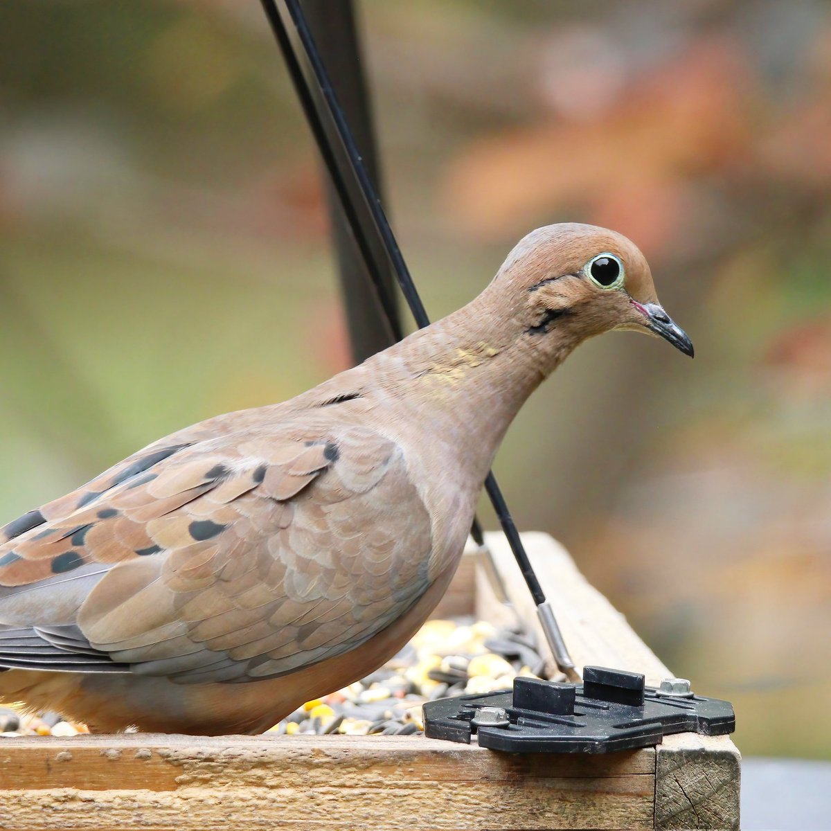 birdhouse_love's tweet photo. Still feeling (and seeing) the fall vibes!
#fallvibes #fallvibe #fallviews #ohiobirding #ohiobirder #ohiobackyardbirding #ohio #ohiobirdworld #doves #dove #mourningdoves #birdlife #mourningdove #birding #birds #ohiobirdingdaily #birding #ohiobirdworld https://t.co/6xmwzNjwn9