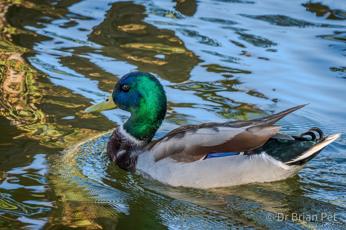 Calling #experts! 

Are mallard #ducks' heads sometimes #blue?🤔

Or is it some sort of anomaly of #photography🤷‍♂️

Agua Caliente Regional Park
#Tucson #Arizona 
#NaturePhotography 
#MyBirdPic