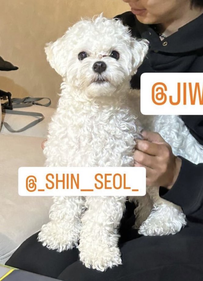 dpue_92's tweet photo. 우리 백설기에 깜장콩 콕 3개 잇는 강아띠 오늘도 커여우시네요🥺🥺 https://t.co/zvgktI0pDd