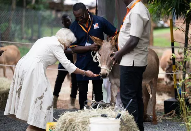 Daily_Express's tweet photo. "Education is important and it's weird to say when they're a family at the pinnacle of the UK. However, the King was at an event for tuition entrepreneurship whilst Camilla was at a literacy project." @RoyalReporter #RoyalRoundUp https://t.co/rj8bWMUqu2 https://t.co/D3G2VRMEMl
