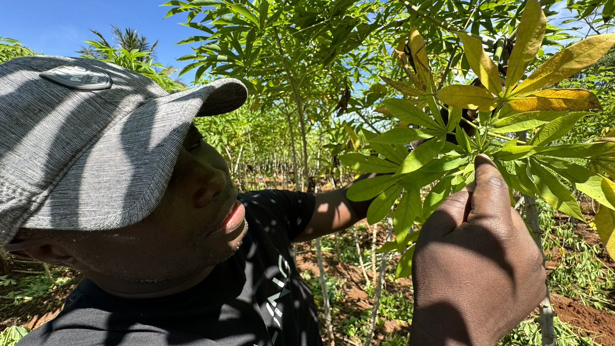 CassavaDiseaseSolutionsAsia tweet media