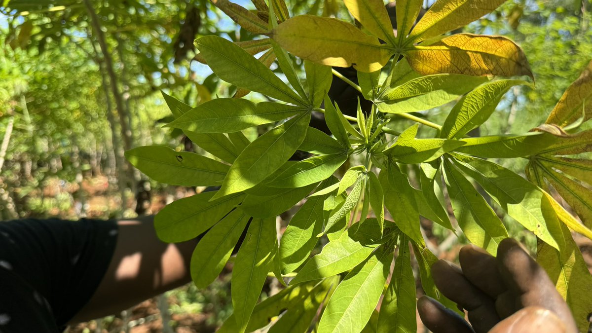 CassavaDiseaseSolutionsAsia tweet media