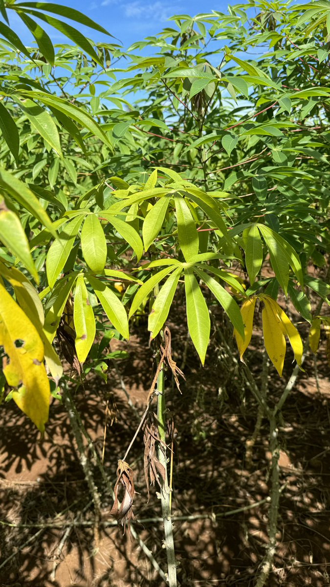 CassavaDiseaseSolutionsAsia tweet media