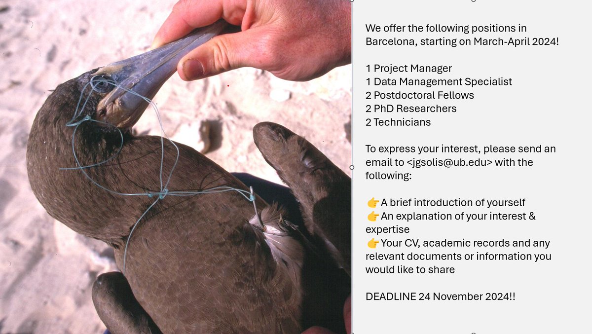 SeabirdEcology's tweet photo. 👉Interested in groundbreaking research on #Seabirds and #MarineMegafauna?🌊Exciting research opportunities at the @SeabirdEcology Lab!
We're currently seeking candidates for two European projects:

1. #Bycatch in marine megafauna
2. #StormPetrel #MovementEcology

Please retweet! https://t.co/FcA1zdoAPQ