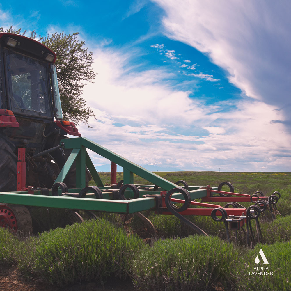 alphalavender's tweet photo. 😏#KLDEYAN the reliable partner in cultivation &amp; weeding🌾

💪durable &amp; efficient🎯
🤙+306997006751

#καλλιέργεια #λεβάντα #αγρός #κτήμα #φροντίδα #καλλιεργητής #ξεχορτάριασμα #βοτάνισμα #χωράφι #αγρόκτημα #lavender #lavendercultivator #cultivator #removingweeds #weedcontrol https://t.co/RmJUwt1AFB