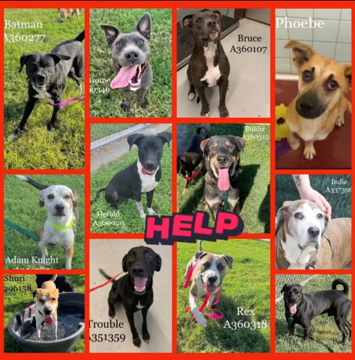 beeleevitonly's tweet photo. 🆘️⏰️🛟time left for #RescueVillage to #tagForRescue #PledgeForRescue #AdoptDontShop noon deadline today
#CorpusChristiACS readying  for #EuthList #DeadDogsWalking #TX individual links in thread⬇️ https://t.co/857KVfrTfF