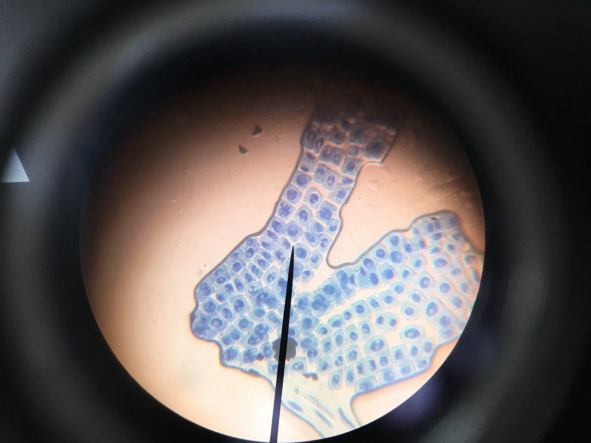 Redmaids'HighScience tweet media