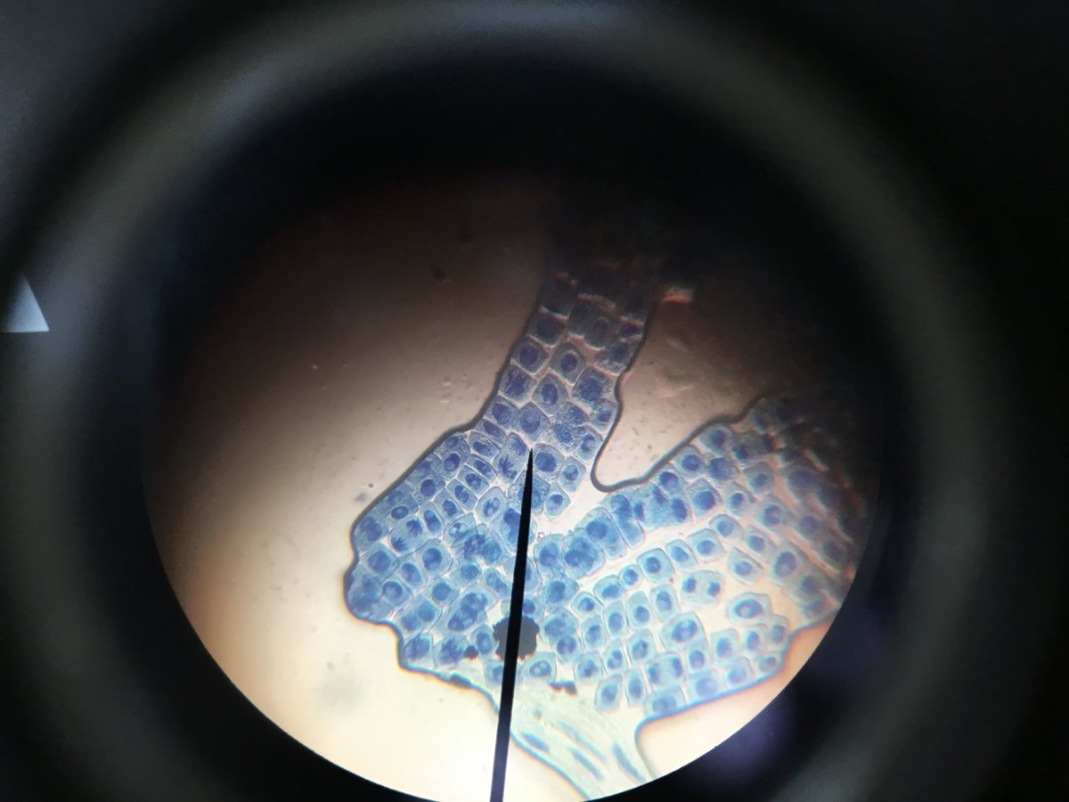 Redmaids'HighScience tweet media