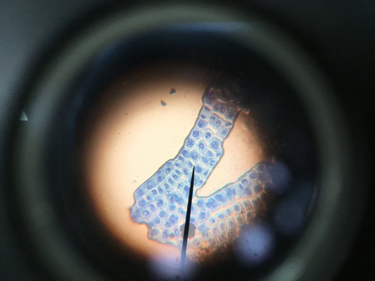 Redmaids'HighScience tweet media