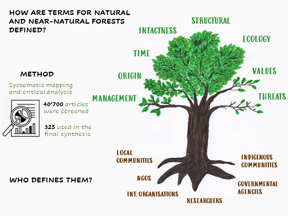 Whose perspective counts? We reviewed definitions and uses of terms associated with natural and near-natural forests. Some findings: Although importance of values is increasingly recognised, definitions that explicitly incorporate values are scarce. 1/ sciencedirect.com/science/articl…
