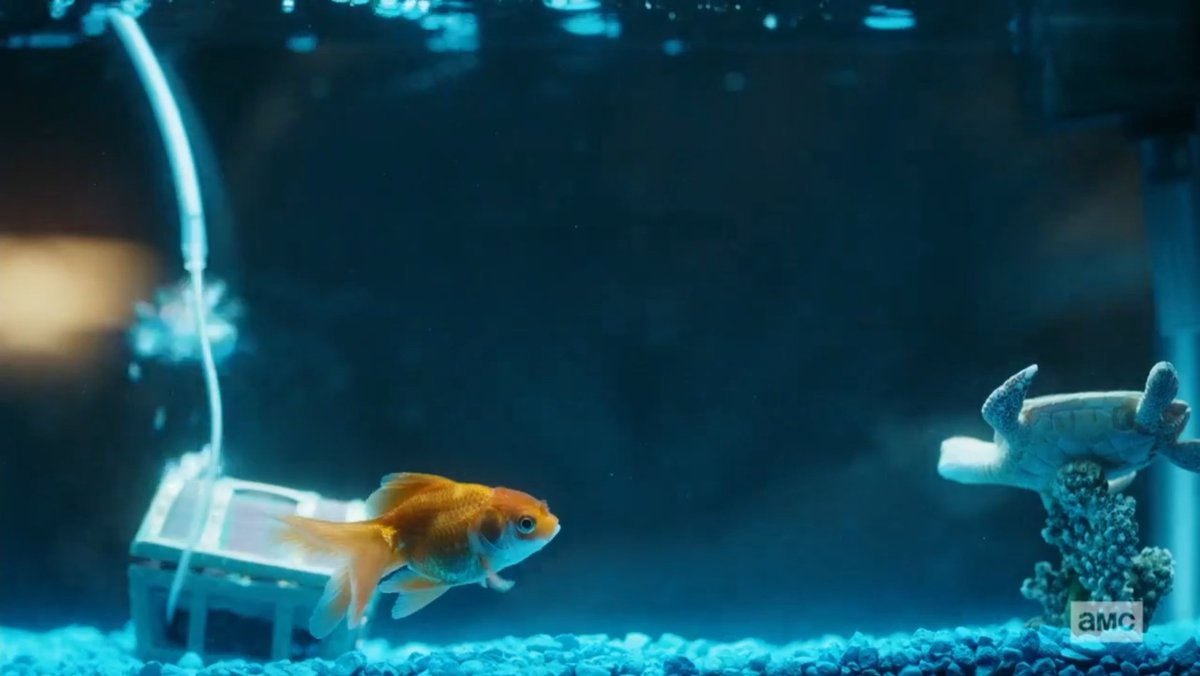 itsSaulGoodman's tweet photo. i sometimes think about Swimmy McGill https://t.co/SRJEylxdcR