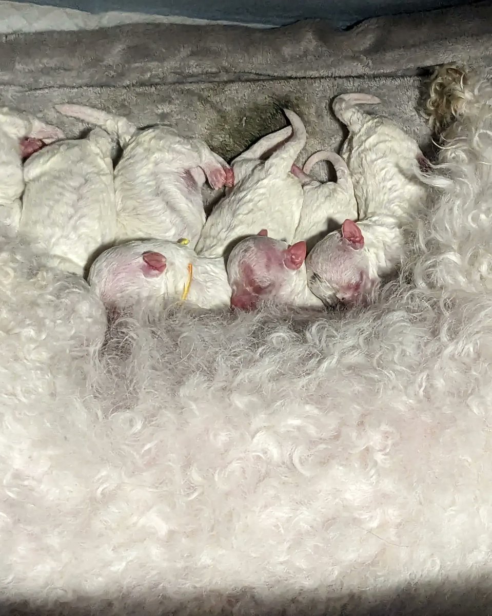 DOG BURROW OINU (@OinutheDog) / Posts / X