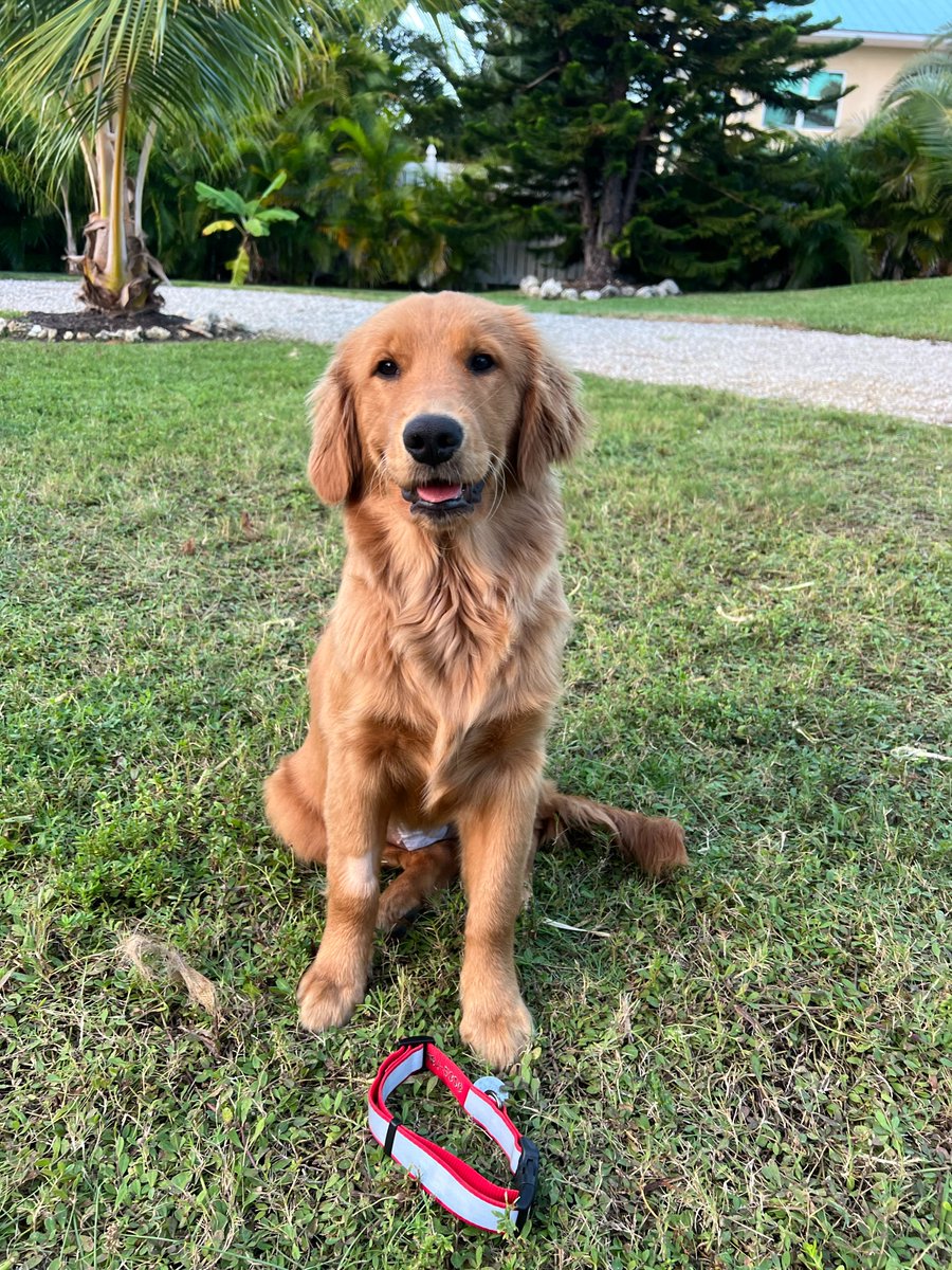 The Golden Ratio tweet media