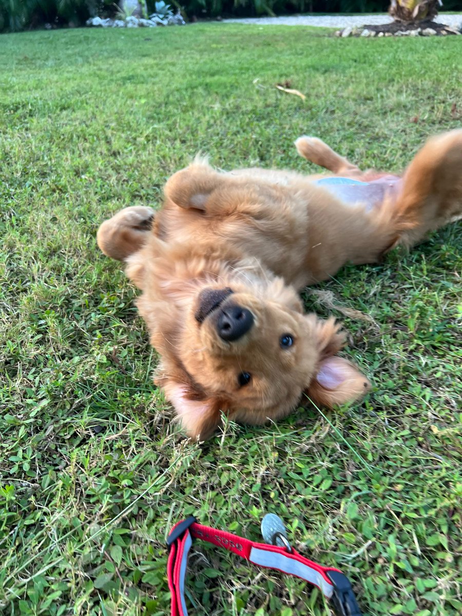 The Golden Ratio tweet media